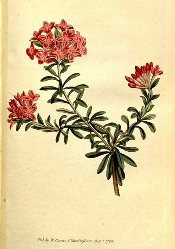 Reproducción/Reproduction 35168507125: The Botanical magazine, or, Flower-garden displayed ... /. [S.l. :s.n.],1790-1800 ;