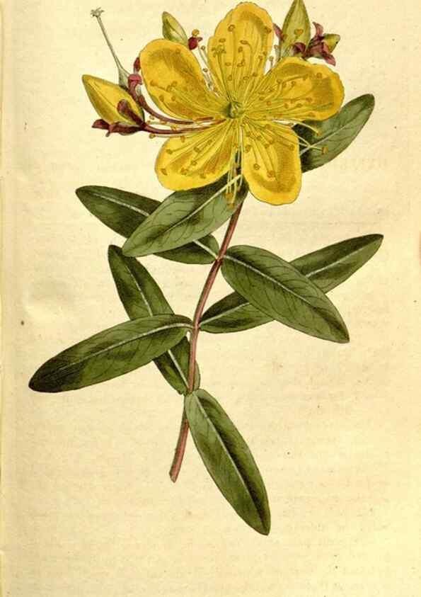 Reproducción/Reproduction 35003500872: The Botanical magazine, or, Flower-garden displayed ... /. [S.l. :s.n.],1790-1800 ;