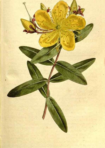 Reproducción/Reproduction 35003500872: The Botanical magazine, or, Flower-garden displayed ... /. [S.l. :s.n.],1790-1800 ;