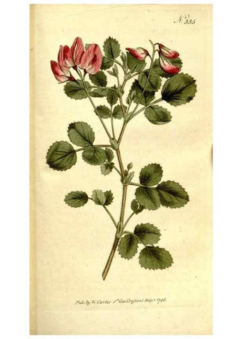 Reproducción/Reproduction 35003503532: The Botanical magazine, or, Flower-garden displayed ... /. [S.l. :s.n.],1790-1800 ;