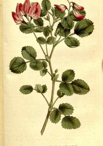 Reproducción/Reproduction 35003503532: The Botanical magazine, or, Flower-garden displayed ... /. [S.l. :s.n.],1790-1800 ;