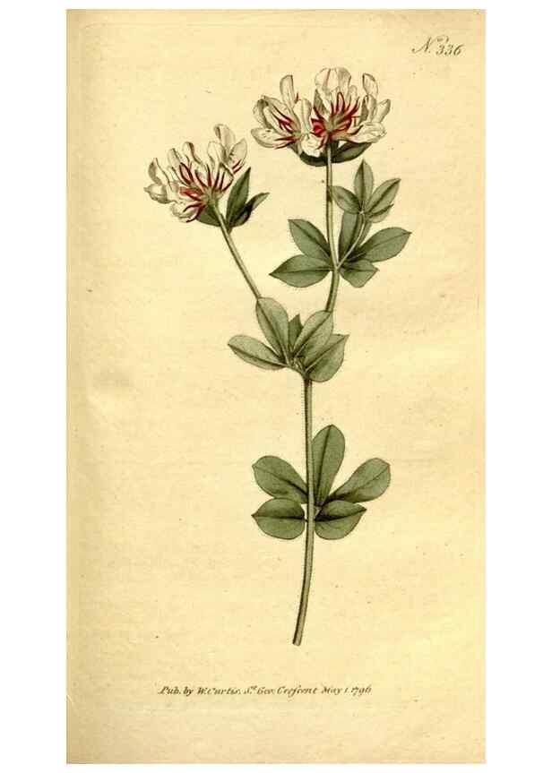 Reproducción/Reproduction 34358827233: The Botanical magazine, or, Flower-garden displayed ... /. [S.l. :s.n.],1790-1800 ;