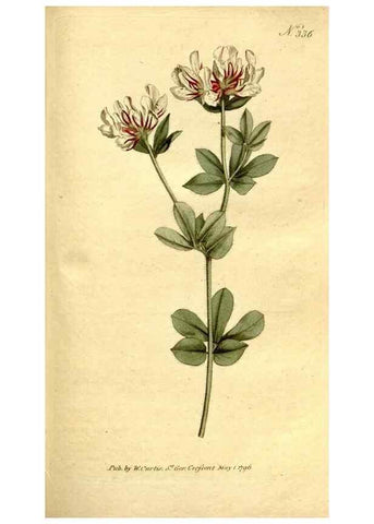 Reproducción/Reproduction 34358827233: The Botanical magazine, or, Flower-garden displayed ... /. [S.l. :s.n.],1790-1800 ;