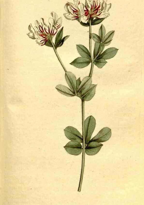 Reproducción/Reproduction 34358827233: The Botanical magazine, or, Flower-garden displayed ... /. [S.l. :s.n.],1790-1800 ;