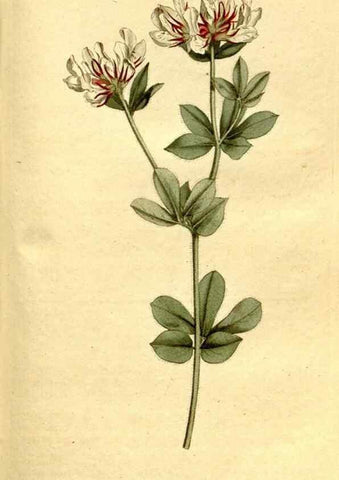 Reproducción/Reproduction 34358827233: The Botanical magazine, or, Flower-garden displayed ... /. [S.l. :s.n.],1790-1800 ;