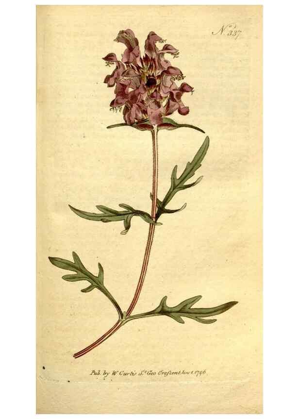 Reproducción/Reproduction 34781978820: The Botanical magazine, or, Flower-garden displayed ... /. [S.l. :s.n.],1790-1800 ;