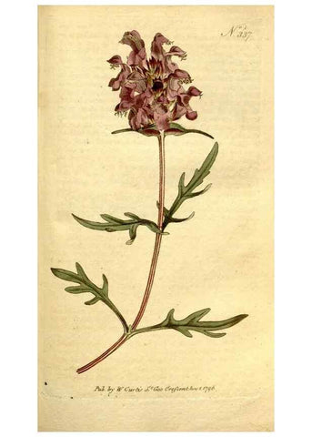 Reproducción/Reproduction 34781978820: The Botanical magazine, or, Flower-garden displayed ... /. [S.l. :s.n.],1790-1800 ;