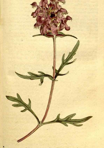 Reproducción/Reproduction 34781978820: The Botanical magazine, or, Flower-garden displayed ... /. [S.l. :s.n.],1790-1800 ;