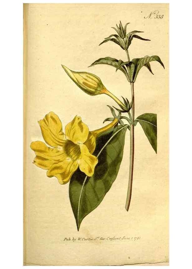 Reproducción/Reproduction 34781980300: The Botanical magazine, or, Flower-garden displayed ... /. [S.l. :s.n.],1790-1800 ;