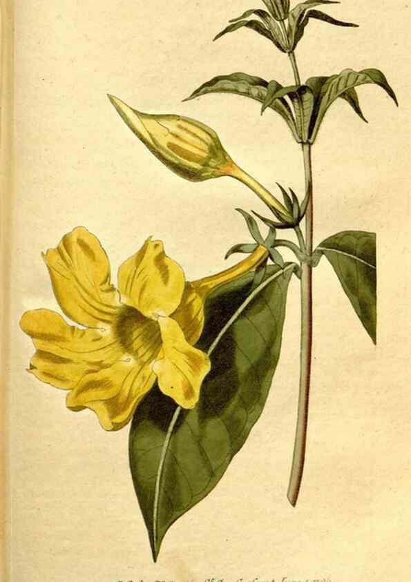 Reproducción/Reproduction 34781980300: The Botanical magazine, or, Flower-garden displayed ... /. [S.l. :s.n.],1790-1800 ;