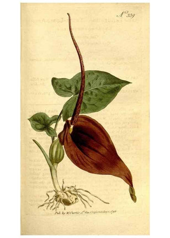 Reproducción/Reproduction 34323524184: The Botanical magazine, or, Flower-garden displayed ... /. [S.l. :s.n.],1790-1800 ;