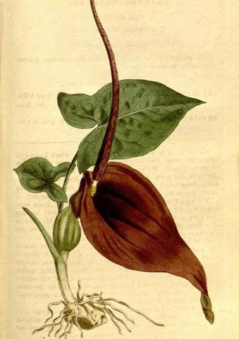 Reproducción/Reproduction 34323524184: The Botanical magazine, or, Flower-garden displayed ... /. [S.l. :s.n.],1790-1800 ;