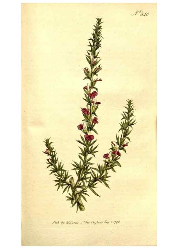 Reproducción/Reproduction 34323525834: The Botanical magazine, or, Flower-garden displayed ... /. [S.l. :s.n.],1790-1800 ;