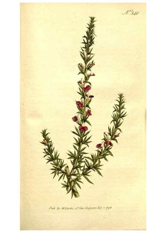 Reproducción/Reproduction 34323525834: The Botanical magazine, or, Flower-garden displayed ... /. [S.l. :s.n.],1790-1800 ;