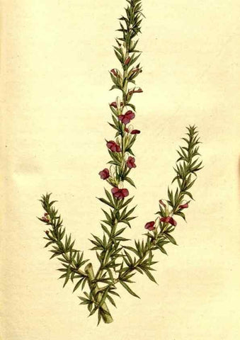 Reproducción/Reproduction 34323525834: The Botanical magazine, or, Flower-garden displayed ... /. [S.l. :s.n.],1790-1800 ;