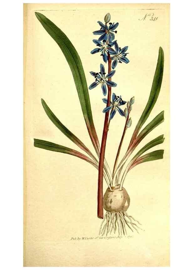 Reproducción/Reproduction 35003517282: The Botanical magazine, or, Flower-garden displayed ... /. [S.l. :s.n.],1790-1800 ;