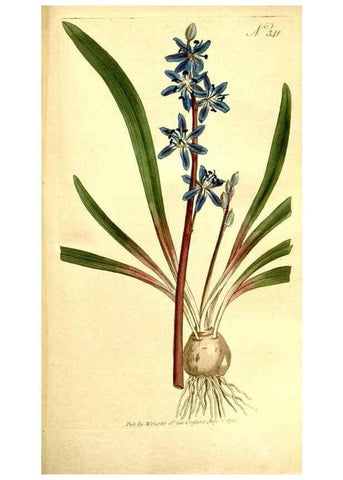Reproducción/Reproduction 35003517282: The Botanical magazine, or, Flower-garden displayed ... /. [S.l. :s.n.],1790-1800 ;