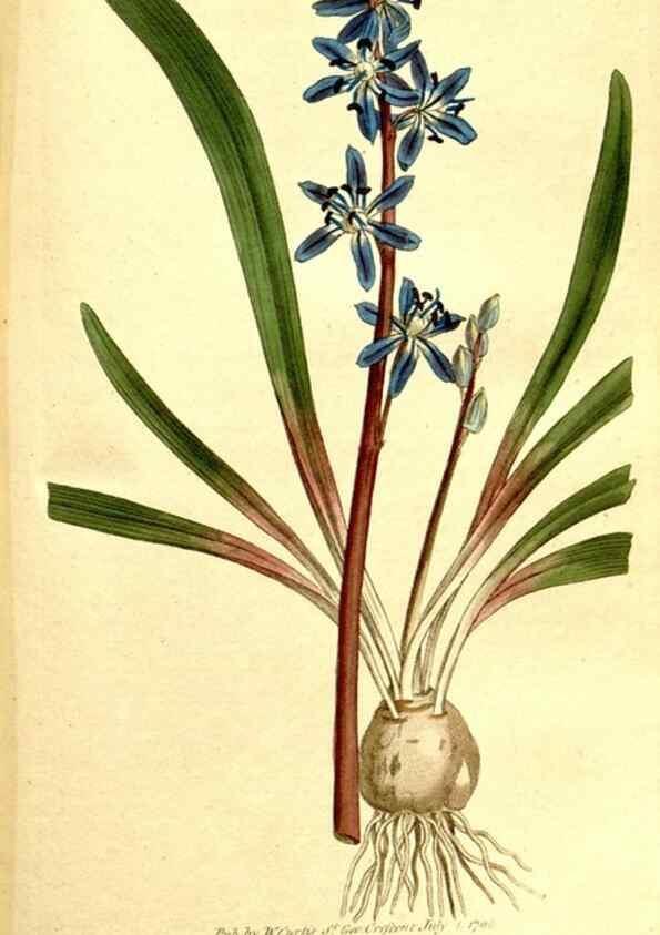 Reproducción/Reproduction 35003517282: The Botanical magazine, or, Flower-garden displayed ... /. [S.l. :s.n.],1790-1800 ;