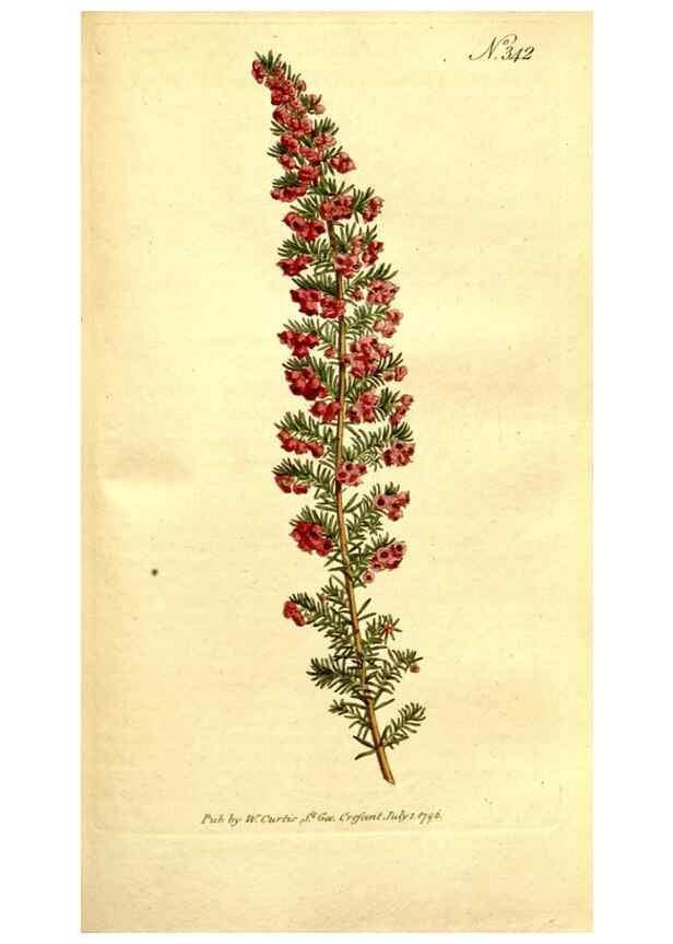 Reproducción/Reproduction 34323529754: The Botanical magazine, or, Flower-garden displayed ... /. [S.l. :s.n.],1790-1800 ;