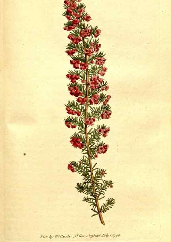 Reproducción/Reproduction 34323529754: The Botanical magazine, or, Flower-garden displayed ... /. [S.l. :s.n.],1790-1800 ;