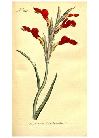 Reproducción/Reproduction 35003521792: The Botanical magazine, or, Flower-garden displayed ... /. [S.l. :s.n.],1790-1800 ;