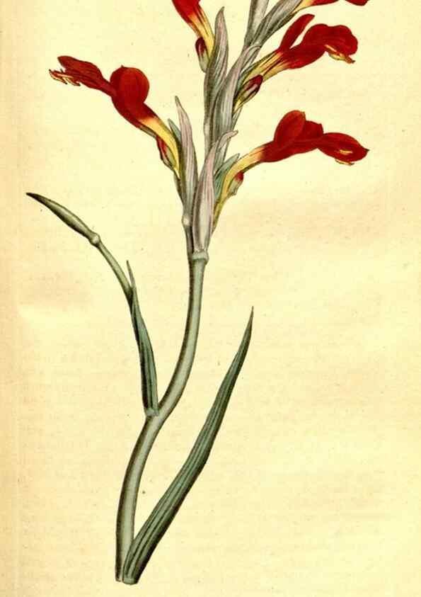 Reproducción/Reproduction 35003521792: The Botanical magazine, or, Flower-garden displayed ... /. [S.l. :s.n.],1790-1800 ;