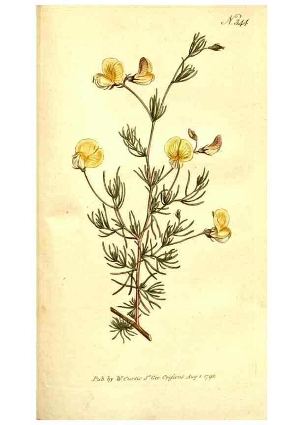 Reproducción/Reproduction 35003524392: The Botanical magazine, or, Flower-garden displayed ... /. [S.l. :s.n.],1790-1800 ;
