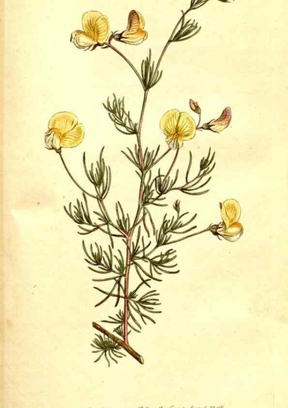Reproducción/Reproduction 35003524392: The Botanical magazine, or, Flower-garden displayed ... /. [S.l. :s.n.],1790-1800 ;