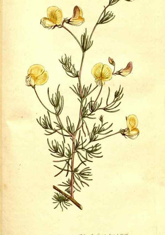 Reproducción/Reproduction 35003524392: The Botanical magazine, or, Flower-garden displayed ... /. [S.l. :s.n.],1790-1800 ;