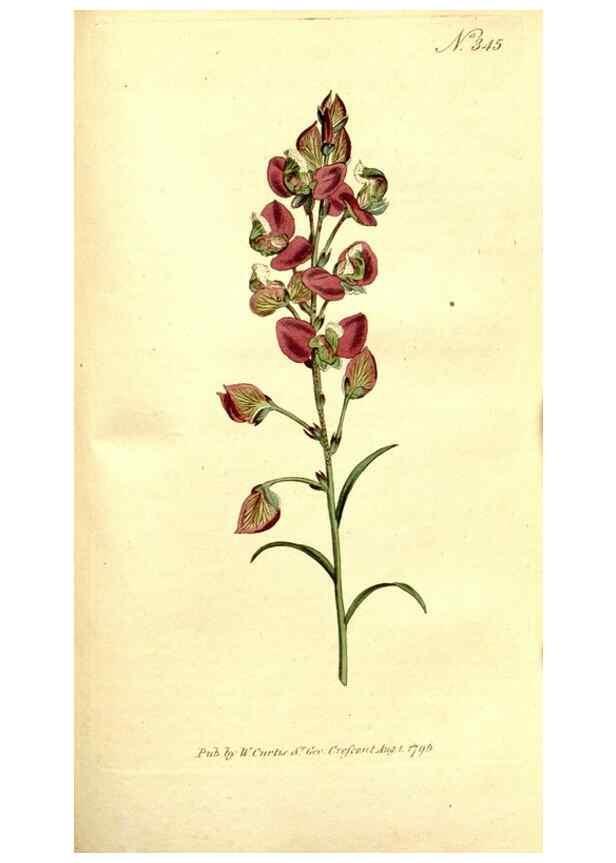 Reproducción/Reproduction 35037789691: The Botanical magazine, or, Flower-garden displayed ... /. [S.l. :s.n.],1790-1800 ;