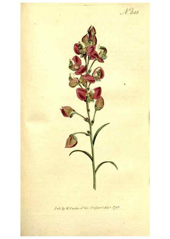 Reproducción/Reproduction 35037789691: The Botanical magazine, or, Flower-garden displayed ... /. [S.l. :s.n.],1790-1800 ;