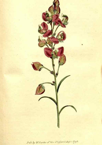 Reproducción/Reproduction 35037789691: The Botanical magazine, or, Flower-garden displayed ... /. [S.l. :s.n.],1790-1800 ;