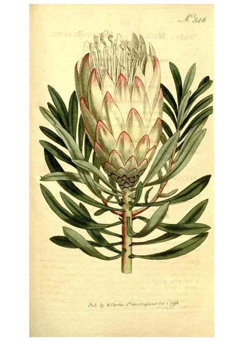 Reproducción/Reproduction 34358841823: The Botanical magazine, or, Flower-garden displayed ... /. [S.l. :s.n.],1790-1800 ;
