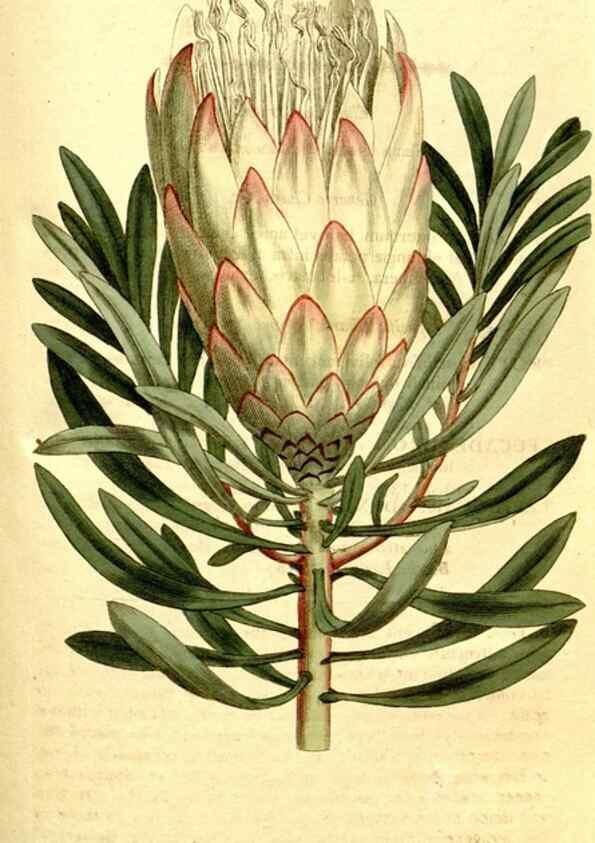 Reproducción/Reproduction 34358841823: The Botanical magazine, or, Flower-garden displayed ... /. [S.l. :s.n.],1790-1800 ;