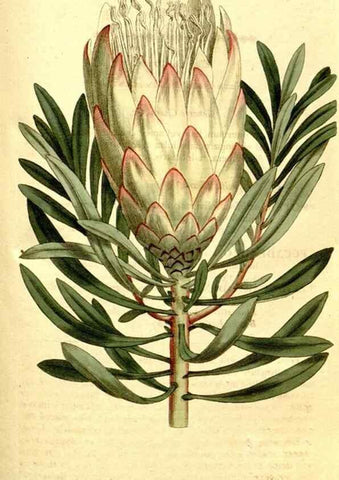 Reproducción/Reproduction 34358841823: The Botanical magazine, or, Flower-garden displayed ... /. [S.l. :s.n.],1790-1800 ;