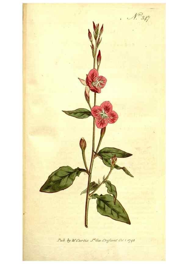Reproducción/Reproduction 35037795771: The Botanical magazine, or, Flower-garden displayed ... /. [S.l. :s.n.],1790-1800 ;