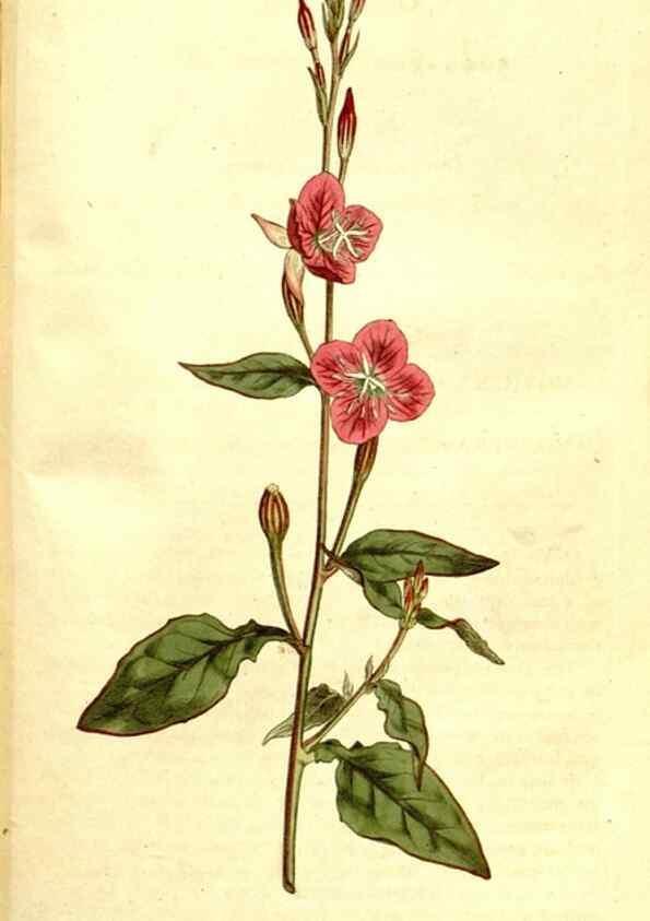 Reproducción/Reproduction 35037795771: The Botanical magazine, or, Flower-garden displayed ... /. [S.l. :s.n.],1790-1800 ;