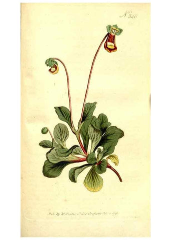 Reproducción/Reproduction 35168581285: The Botanical magazine, or, Flower-garden displayed ... /. [S.l. :s.n.],1790-1800 ;