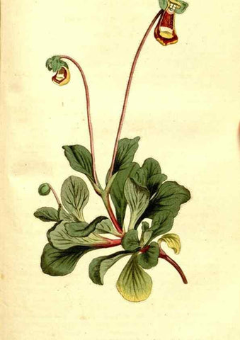 Reproducción/Reproduction 35168581285: The Botanical magazine, or, Flower-garden displayed ... /. [S.l. :s.n.],1790-1800 ;