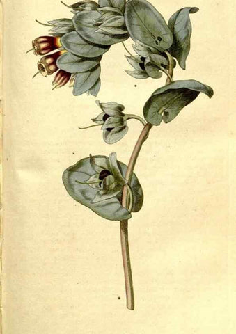 Reproducción/Reproduction 35168553985: The Botanical magazine, or, Flower-garden displayed ... /. [S.l. :s.n.],1790-1800 ;
