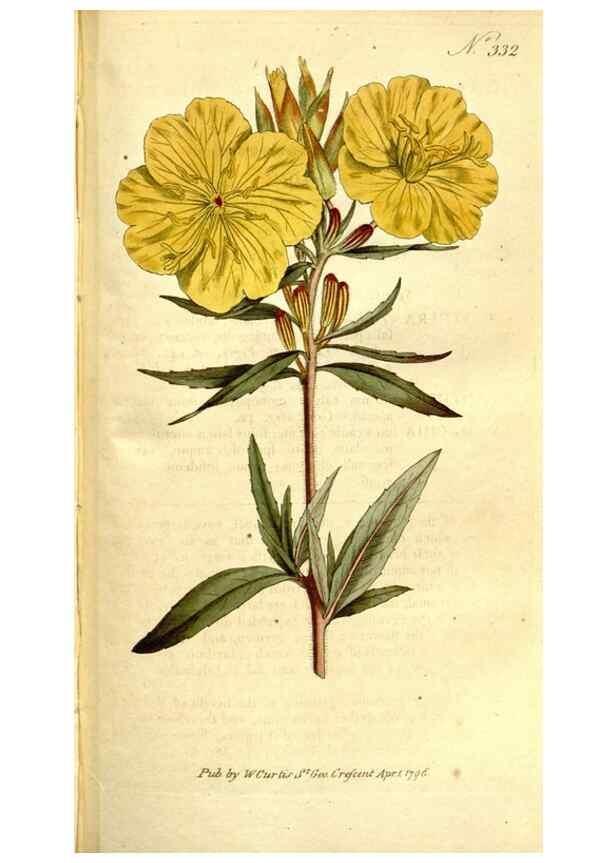 Reproducción/Reproduction 34781974240: The Botanical magazine, or, Flower-garden displayed ... /. [S.l. :s.n.],1790-1800 ;