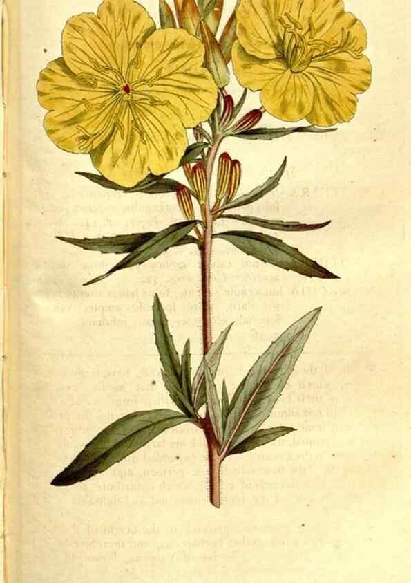 Reproducción/Reproduction 34781974240: The Botanical magazine, or, Flower-garden displayed ... /. [S.l. :s.n.],1790-1800 ;