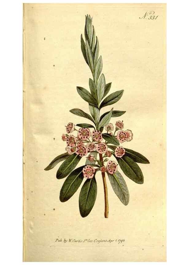 Reproducción/Reproduction 35003495282: The Botanical magazine, or, Flower-garden displayed ... /. [S.l. :s.n.],1790-1800 ;