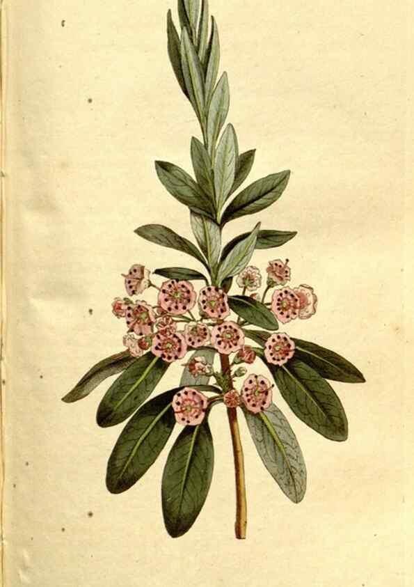 Reproducción/Reproduction 35003495282: The Botanical magazine, or, Flower-garden displayed ... /. [S.l. :s.n.],1790-1800 ;