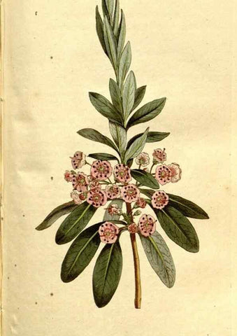 Reproducción/Reproduction 35003495282: The Botanical magazine, or, Flower-garden displayed ... /. [S.l. :s.n.],1790-1800 ;