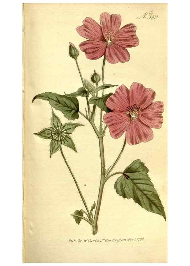 Reproducción/Reproduction 35168545915: The Botanical magazine, or, Flower-garden displayed ... /. [S.l. :s.n.],1790-1800 ;