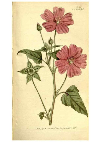 Reproducción/Reproduction 35168545915: The Botanical magazine, or, Flower-garden displayed ... /. [S.l. :s.n.],1790-1800 ;