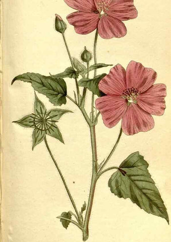 Reproducción/Reproduction 35168545915: The Botanical magazine, or, Flower-garden displayed ... /. [S.l. :s.n.],1790-1800 ;