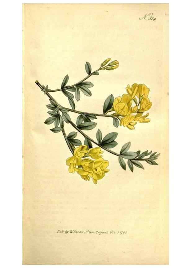 Reproducción/Reproduction 34781957680: The Botanical magazine, or, Flower-garden displayed ... /. [S.l. :s.n.],1790-1800 ;
