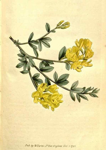 Reproducción/Reproduction 34781957680: The Botanical magazine, or, Flower-garden displayed ... /. [S.l. :s.n.],1790-1800 ;